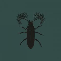 Pozek - Featherhorned Beetle EP