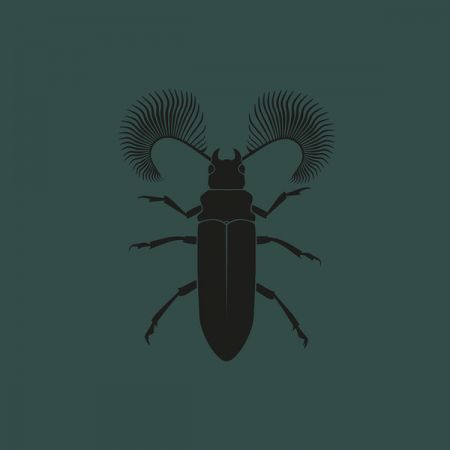 Pozek - Featherhorned Beetle