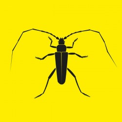 Acid Up Dub - Longhorn Beetle