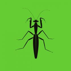 1NC1N - Praying Mantis
